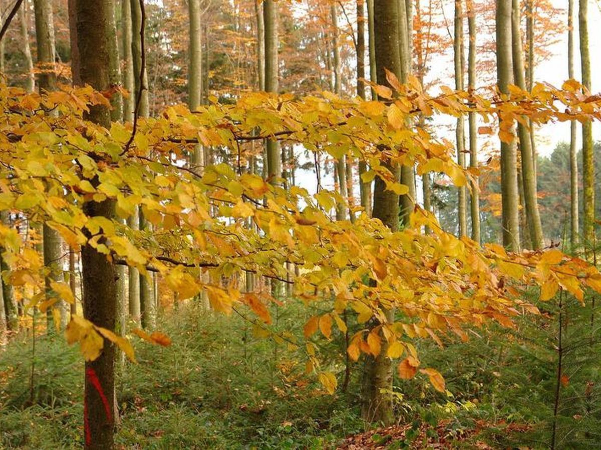 Schwarzwaelder Ferienwohnungen Seelbach  Exterior foto