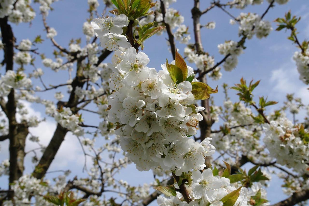 Schwarzwaelder Ferienwohnungen Seelbach  Exterior foto